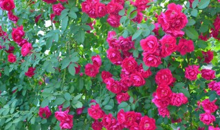 牵牛花怎么种植方法 牵牛花的种植方法