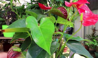 红掌叶子发黄干枯怎么补救 红掌叶子发黄干枯如何补救