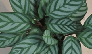 飞羽绿植怎么养 飞羽绿植如何养护