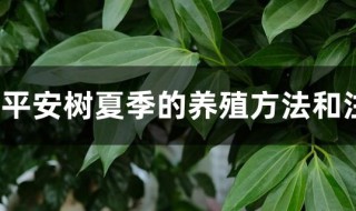 平安树夏季的养殖方法和注意事项 平安树夏季的养殖方法及注意事项