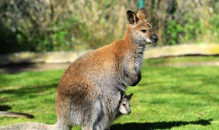 胎组词 胎组词有哪些