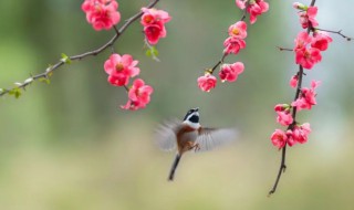 春组词 春组词有哪些