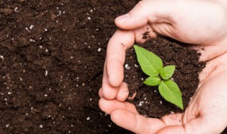 改良酸性土壤的碱是什么 改良酸性土壤的碱是哪种