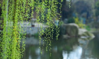 柳树是什么季节发芽 柳树发芽的季节