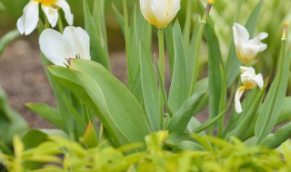 水仙花的花期 水仙花如何养殖