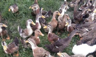 水鸭和旱鸭有什么区别 水鸭和旱鸭的区别是什么