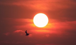 红红太阳像什么把句子写生动 红红太阳像啥把句子写生动