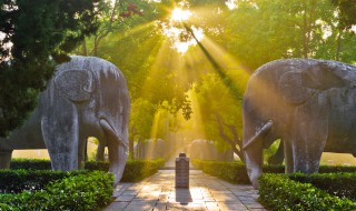 南京市最常见的树是什么树 南京市介绍