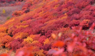 霜叶红于二月花是什么季节的 霜叶红于二月花原文介绍