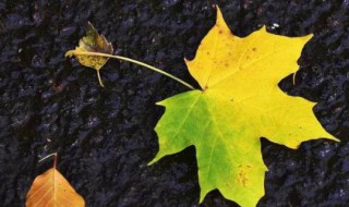 梧桐树叶子长得像什么 梧桐树叶子长像什么的比喻句