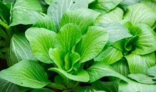 春季种什么菜春季蔬菜如何种植 春季种什么好