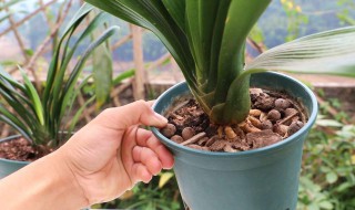 君子兰长得横七竖八如何纠正 君子兰长得横七竖八怎么纠正