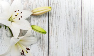 重瓣百合花语 关于重瓣百合花语