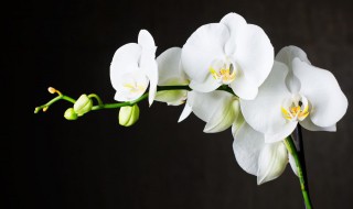 兰花夏天的养殖方法和注意事项 兰花夏天的养殖方法和注意事项分别是什么