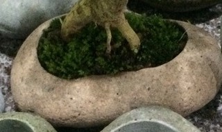 大花盆改水缸怎么堵眼 大花盆改水缸如何堵眼