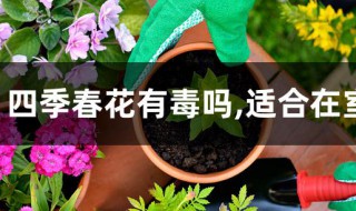 四季春花有毒吗,适合在室内养吗 四季春花有没有毒,适合不适合在室内养