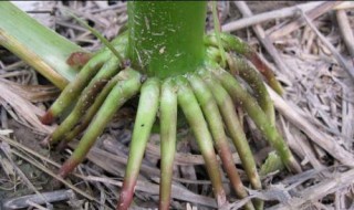 须根系的植物 须根系的植物的哪些