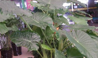 滴水观音老桩能发芽吗 滴水观音老桩还能发芽吗