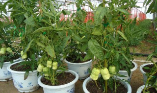 阳台人参果盆栽怎么养殖 阳台人参果盆栽如何养殖