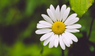 俄罗斯的国花是郁金香还是洋甘菊 俄罗斯的国花是洋甘菊吗