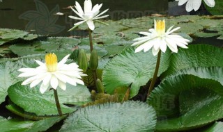 睡莲黑叶怎么回事 关于睡莲黑叶怎么回事