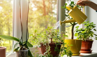 贝瑞多肉的养殖方法和注意事项 贝瑞多肉的养殖方法和注意事项分别是什么