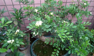 九里香几月开花一年开几次 九里香什么时候开花