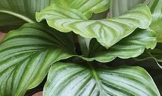 青苹果竹芋喜欢大盆还是小盆 青苹果竹芋喜欢大盆小盆呢