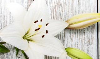 百合花种球能繁殖出小种球吗 百合花种球能不能繁殖出小种球