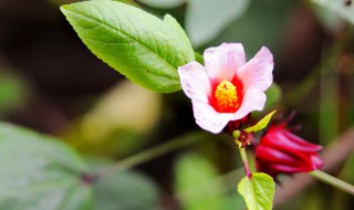 洛神花盆栽方法 关于洛神花盆栽方法