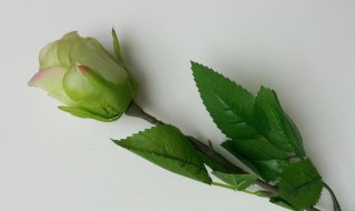 玫瑰花的刺可以剪掉吗 玫瑰花的刺是否可以剪掉