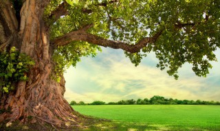 树龄简单鉴定方法 树龄怎么简单鉴定