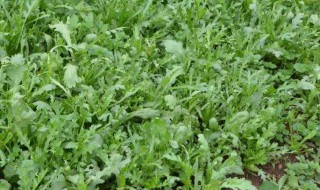 露天茼蒿几月份种植 露天茼蒿什么时候种植