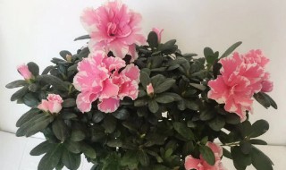 杜鹃花怎么扦插好活 杜鹃花如何扦插好活