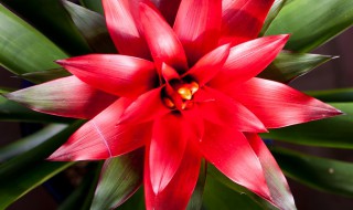 红运当头不红了能不能把它剪了 红运当头不红了可不可把它剪了