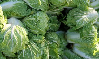 北方秋白菜的种植方法和时间 北方秋白菜的种植方法和时间是什么