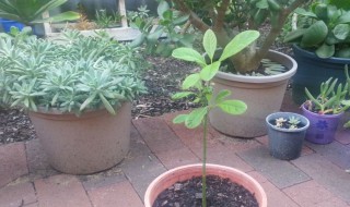 牛油果盆栽长多高打顶 牛油果盆栽长怎么样就打顶