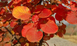 黄栌回芽怎么处理 怎么处理回芽的黄栌