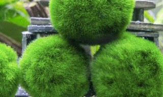 海藻是什么植物 关于海藻是什么植物