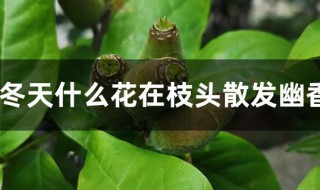 冬天什么花在枝头散发幽香 冬天有什么花在枝头散发幽香