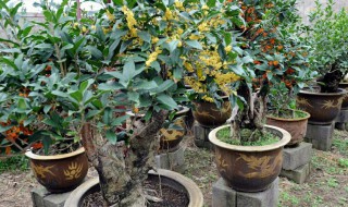 地栽桂花不开花的解决方法 地栽桂花不开花如何解决