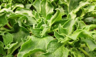 冰菜在南方可以种植吗 冰菜在南方能不能种植