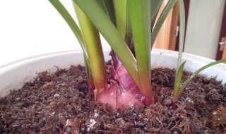 紫根兰怎么长得快 紫根兰长得快的技巧