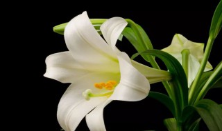 百合的三种叫法 百合的三种叫法是什么