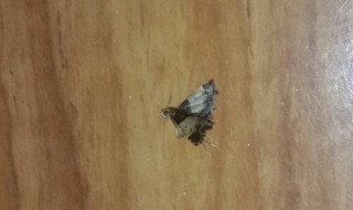 家里厨房蛾子多怎么找源头 家里厨房蛾子多源头怎么找