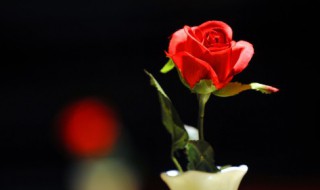 如何插11朵玫瑰花好看 插11朵玫瑰花好看的办法