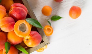 水果烂了生出的小飞虫怎么处理 水果烂了生出的小飞虫处理方法