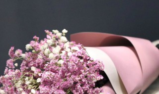 满天星花束怎么养 满天星花束应该怎么养