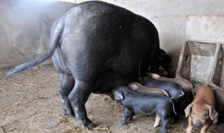 梦见黑猪预示着什么 看了你就知道