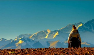 七十七天狼群结局 电影七十七天讲了什么